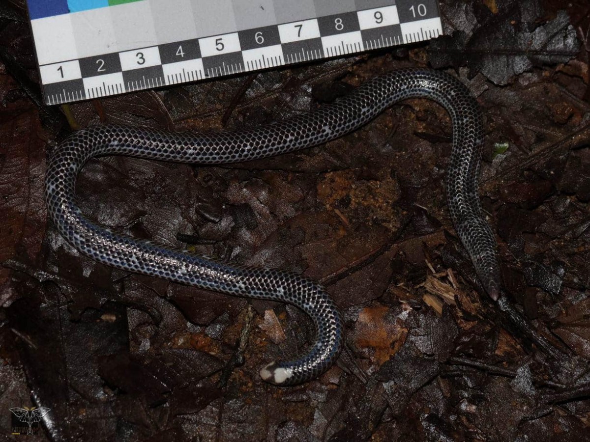 Rhinophis homolepis  Hemprich, 1820